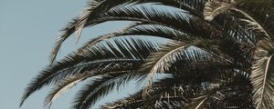 Preview wallpaper palm tree, leaves, branches, sky, tropics, vegetation, tree