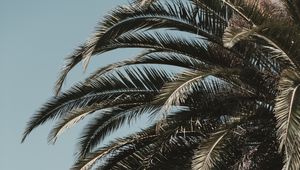 Preview wallpaper palm tree, leaves, branches, sky, tropics, vegetation, tree