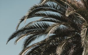 Preview wallpaper palm tree, leaves, branches, sky, tropics, vegetation, tree