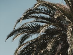 Preview wallpaper palm tree, leaves, branches, sky, tropics, vegetation, tree