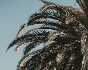 Preview wallpaper palm tree, leaves, branches, sky, tropics, vegetation, tree