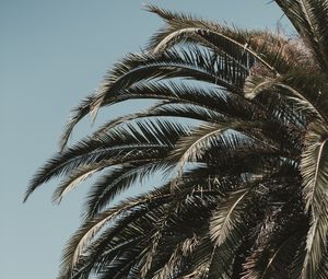 Preview wallpaper palm tree, leaves, branches, sky, tropics, vegetation, tree