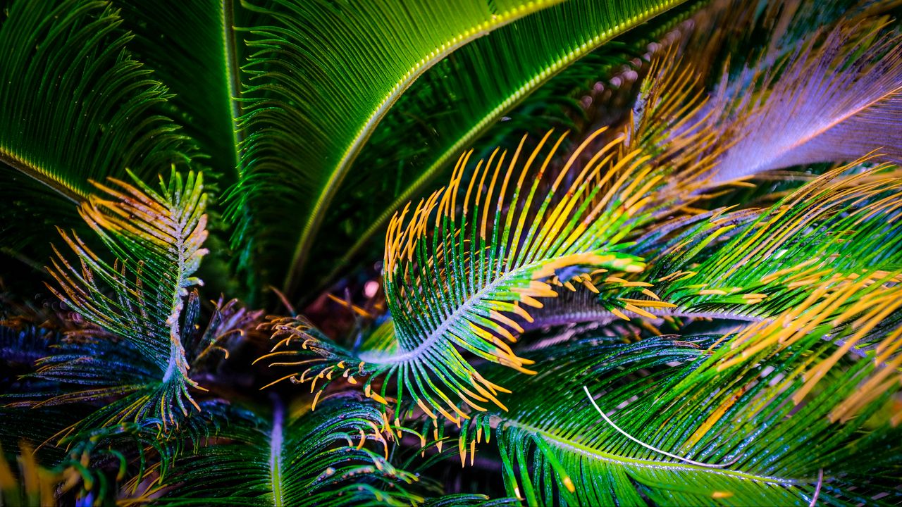 Wallpaper palm tree, leaves, green, yellow, macro