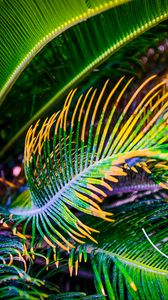 Preview wallpaper palm tree, leaves, green, yellow, macro