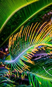 Preview wallpaper palm tree, leaves, green, yellow, macro