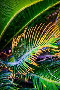 Preview wallpaper palm tree, leaves, green, yellow, macro