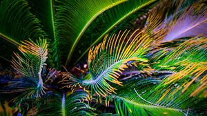 Preview wallpaper palm tree, leaves, green, yellow, macro