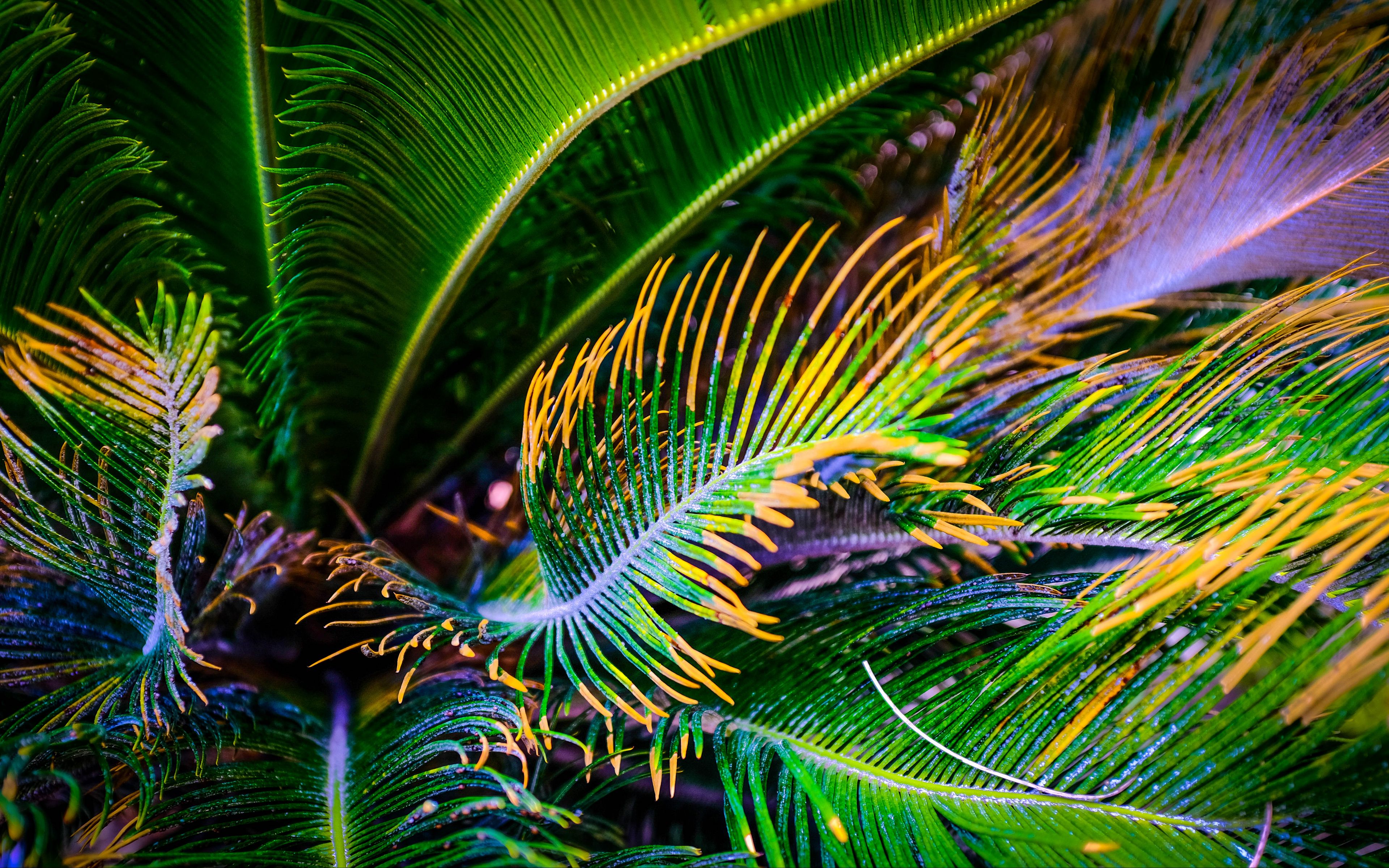 Download wallpaper 3840x2400 palm tree, leaves, green, yellow, macro 4k ...
