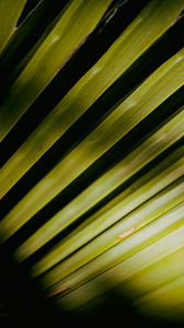 Preview wallpaper palm tree, leaves, macro, green