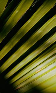 Preview wallpaper palm tree, leaves, macro, green