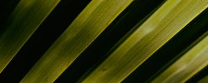 Preview wallpaper palm tree, leaves, macro, green