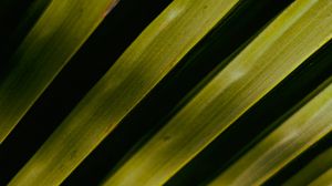 Preview wallpaper palm tree, leaves, macro, green