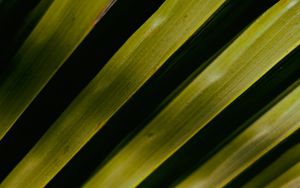 Preview wallpaper palm tree, leaves, macro, green