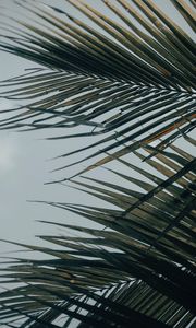 Preview wallpaper palm tree, leaves, macro, tropical