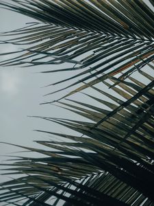 Preview wallpaper palm tree, leaves, macro, tropical