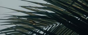 Preview wallpaper palm tree, leaves, macro, tropical