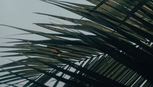 Preview wallpaper palm tree, leaves, macro, tropical