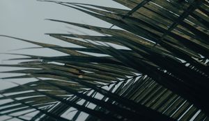 Preview wallpaper palm tree, leaves, macro, tropical