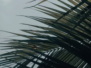 Preview wallpaper palm tree, leaves, macro, tropical