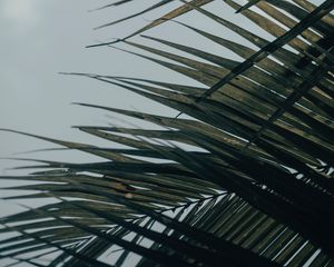 Preview wallpaper palm tree, leaves, macro, tropical