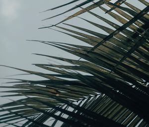 Preview wallpaper palm tree, leaves, macro, tropical