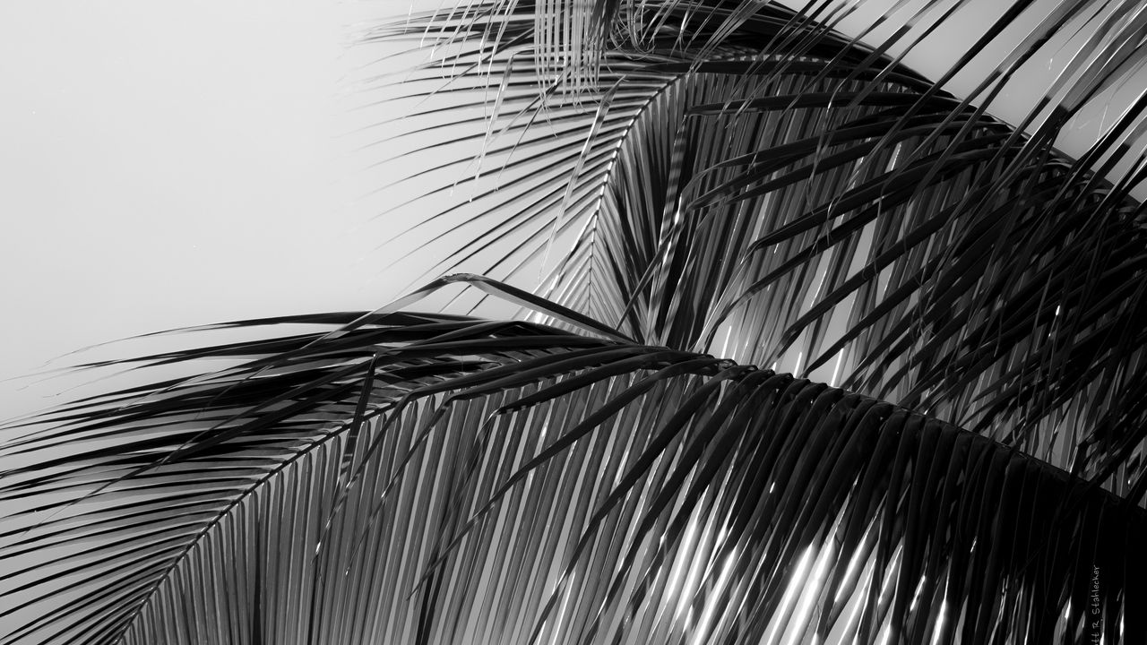 Wallpaper palm tree, leaves, macro, black and white