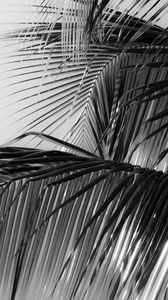 Preview wallpaper palm tree, leaves, macro, black and white