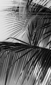 Preview wallpaper palm tree, leaves, macro, black and white