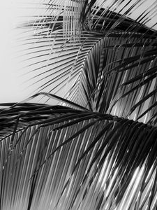 Preview wallpaper palm tree, leaves, macro, black and white