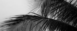 Preview wallpaper palm tree, leaves, macro, black and white