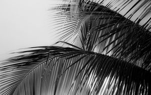 Preview wallpaper palm tree, leaves, macro, black and white