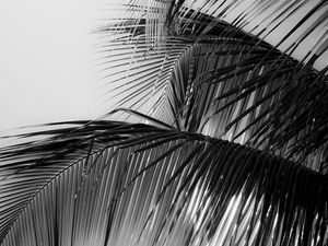 Preview wallpaper palm tree, leaves, macro, black and white