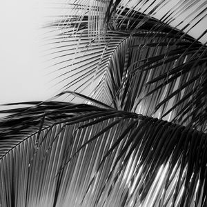 Preview wallpaper palm tree, leaves, macro, black and white