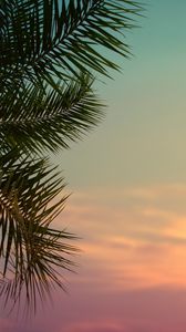 Preview wallpaper palm tree, leaves, plant, sky, dusk