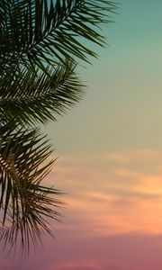 Preview wallpaper palm tree, leaves, plant, sky, dusk