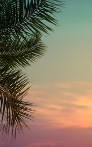 Preview wallpaper palm tree, leaves, plant, sky, dusk