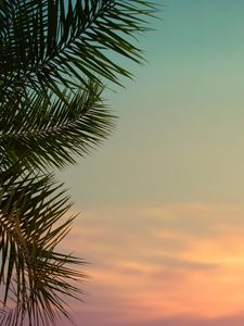 Preview wallpaper palm tree, leaves, plant, sky, dusk