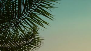 Preview wallpaper palm tree, leaves, plant, sky, dusk