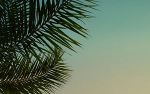 Preview wallpaper palm tree, leaves, plant, sky, dusk