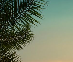 Preview wallpaper palm tree, leaves, plant, sky, dusk