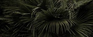 Preview wallpaper palm tree, leaves, plant, green