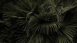 Preview wallpaper palm tree, leaves, plant, green