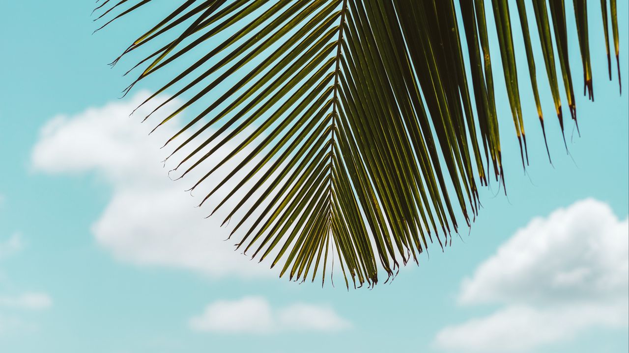 Wallpaper palm tree, leaves, sea, beach, tropics