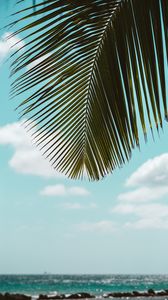 Preview wallpaper palm tree, leaves, sea, beach, tropics