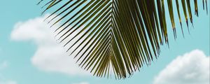 Preview wallpaper palm tree, leaves, sea, beach, tropics