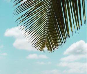 Preview wallpaper palm tree, leaves, sea, beach, tropics