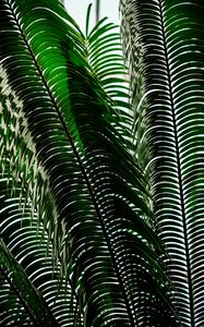 Preview wallpaper palm tree, leaves, shadows, plant, nature