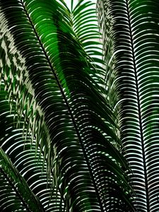 Preview wallpaper palm tree, leaves, shadows, plant, nature