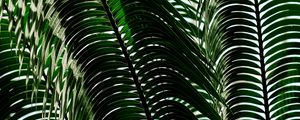 Preview wallpaper palm tree, leaves, shadows, plant, nature