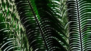 Preview wallpaper palm tree, leaves, shadows, plant, nature